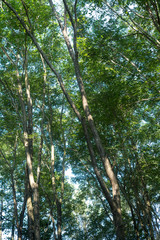 Fototapeta premium green leaves on the tree