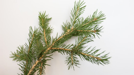 spruce branch on white background