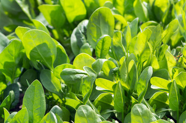 fresh spinach leaves, organic food