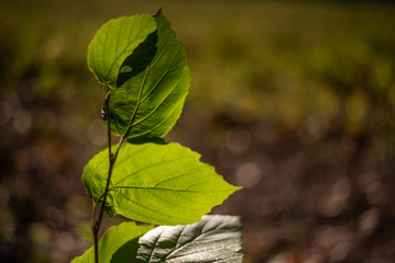 Sun shining on green leaves in Autumn