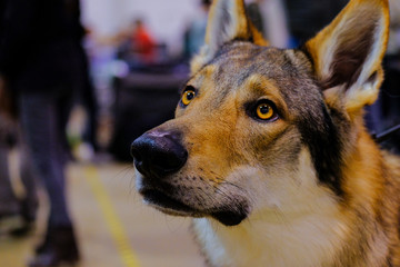 The head of a Czechoslovakian Wolfdog