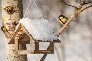 Titmouse sitting near the bird feeders / little bird chickadee