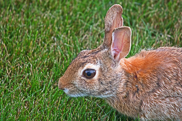 A common rabbit sitting on the grass