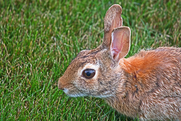 Obraz premium A common rabbit sitting on the grass