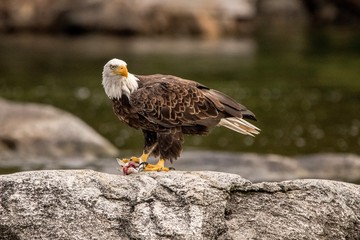 Northern Bald Eagle on breakfast bass