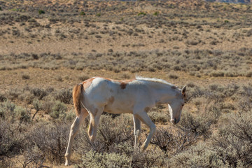 Naklejka na ściany i meble Wild Horse Foal in the Colorado Desert in Summer