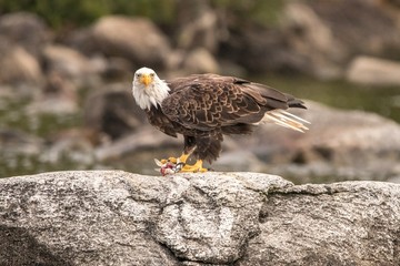 Northern Bald Eagle on breakfast bass