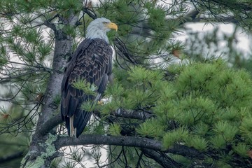 Northern Bald Eagle sitting in giant pine tree