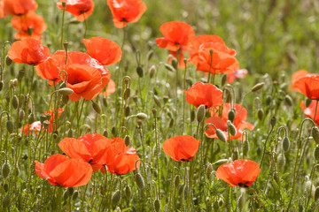 field of poppies