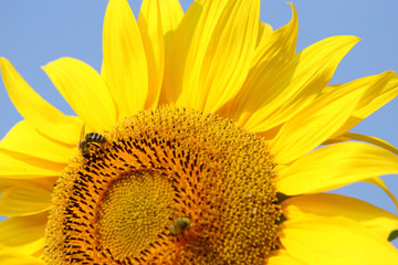 Naklejka premium sunflower and bee