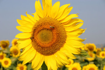 Fototapeta premium sunflower on background of blue sky