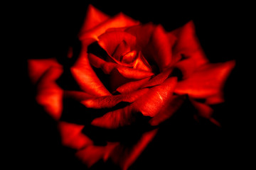 red rose on black