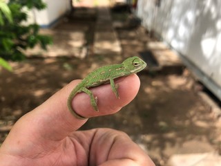 Chameleon 