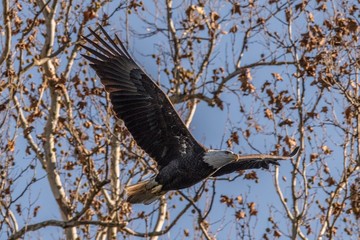 Flying eagle brown treee background 