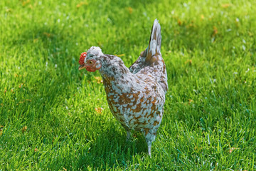 Chicken (Gallus Gallus Domesticus)