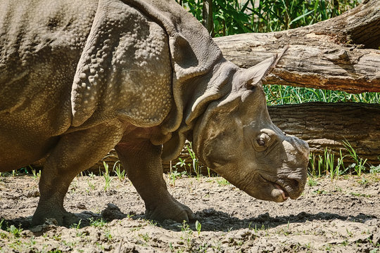 Rhinoceros (Diceros Bicornis)