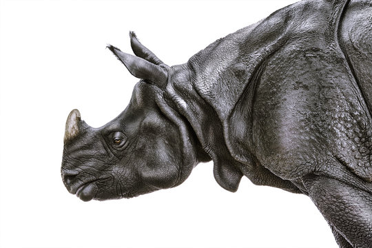 Portrait of Rhinoceros