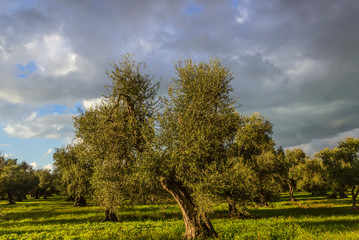 Italy landscape: Apulia countryside with olive grove. Typical example of rural Apulian farmland.