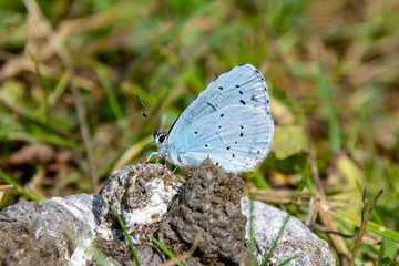 Holly blue butterfly taking nutrients from wild duck faeces