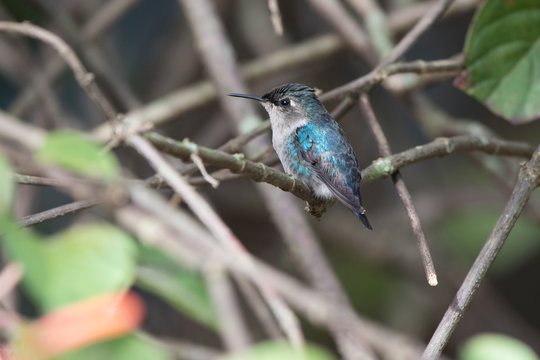 bee hummingbird or zunzuncito sitting on the branches inside the bush in the shade on a sunny day