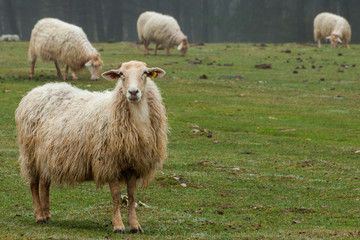 Ovejas