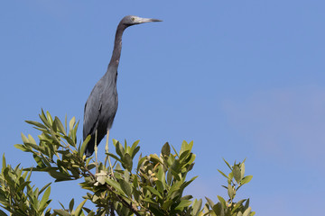 little blue heron that sits on the top of a bush in the mangroves