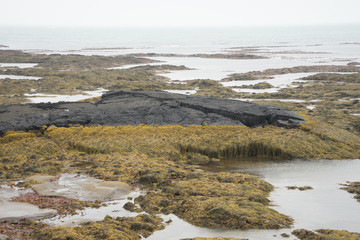 Lavafeld - von Algen überwuchert - im Meer bei Stokkseyrarfajara / Island