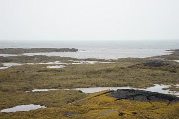 Lavafeld - von Algen überwuchert - im Meer bei Stokkseyrarfajara / Island