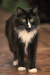 beautiful homely fluffy black and white cat portrait