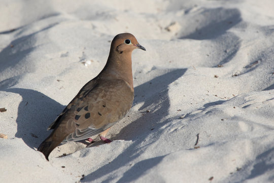 mourning dove that feeds on a sandy beach by the ocean