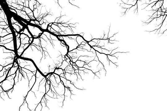 silhouette of a leafless tree isolated on white background