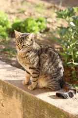 Naklejka na ściany i meble Small brown tabby cat sitting in the garden, sunbathing. Selective focus.