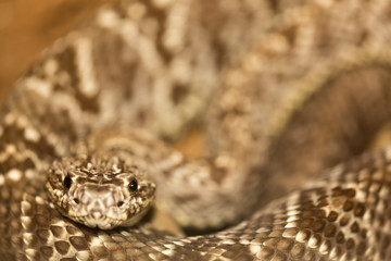 Close-up of a snake in Costa Rica