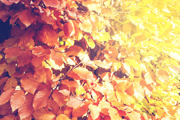 Red and Orange Autumn Leaves Background with sunlight close-up autumn season