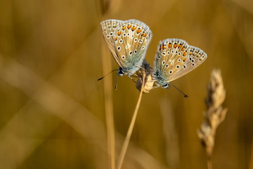 Pair of Common Blue butterfly (Polyommatus icarus) perched on a golden grass seed head during early summer sunset