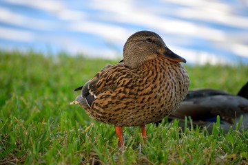Duck in the wild resting by the water's edge