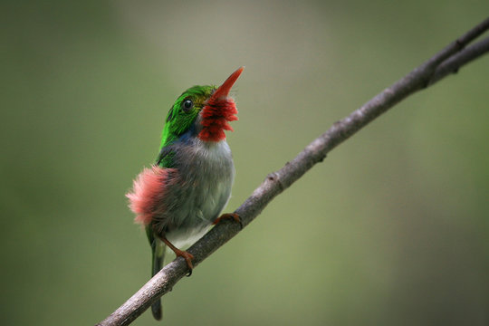 Cuban Tody (Todus Multicolor) - Colourful bird