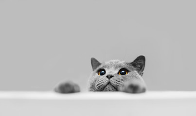 Playful grey purebred cat peeking out.