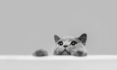 Foto op Plexiglas Speelse grijze rasechte kat die uit gluurt. © Photocreo Bednarek