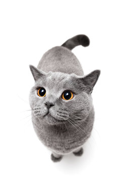 British shorthair cat on white background.