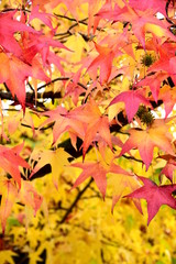 Herbstfarben, goldener Herbst