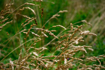 Fototapeta na wymiar grass with morning dew