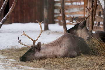 deer in a cage in winter