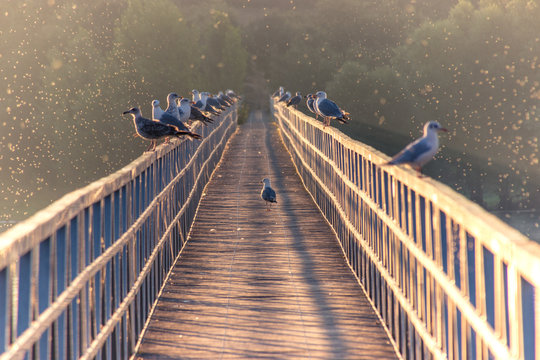 Gaviotas en pasarela