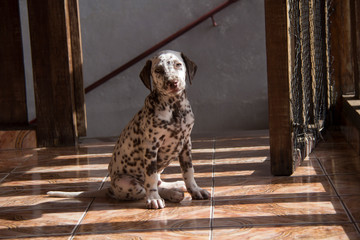 dog in window