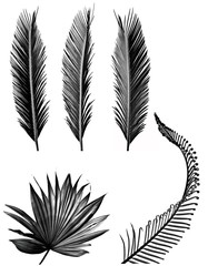 Obraz premium silhouettes of palms leaves - black and white picture