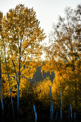 Autumnal yellow trees, autumnal landscape.