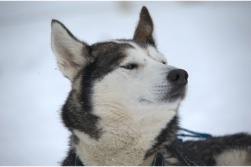 Husky im Schnee