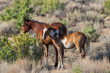 Fototapeta premium Wild Horse Mare and Foal