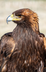 Obraz premium Steinadler (Aquila chrysaetos) 